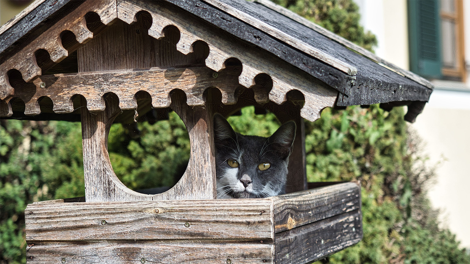 Katt som sitter på ett fågelbord med tak. Katten ser lite finurlig ut.