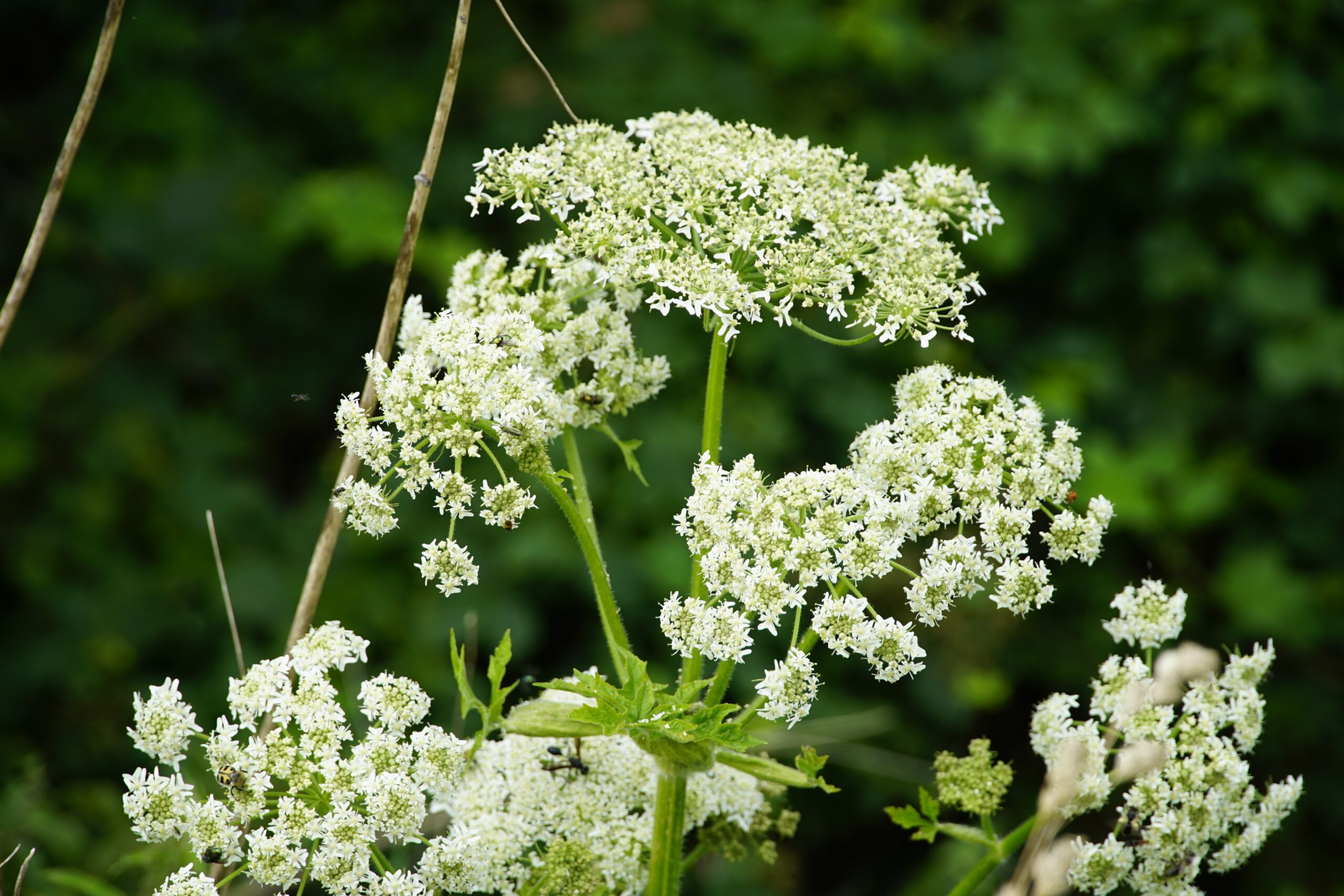 Heracleum persicum